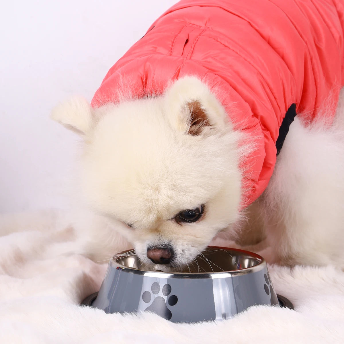 PawDish™ — Tigela Antiderrapante em Aço Inoxidável para Cães e Gatos